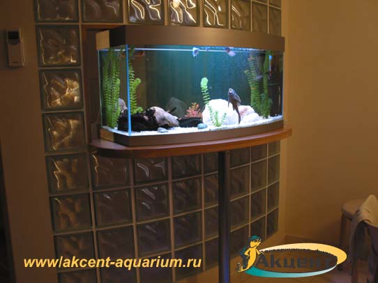Акцент-Аквариум, аквариум просмотровый с гнутым передним стеклом 140 литров вид со стороны кухни